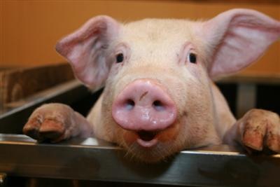 pig